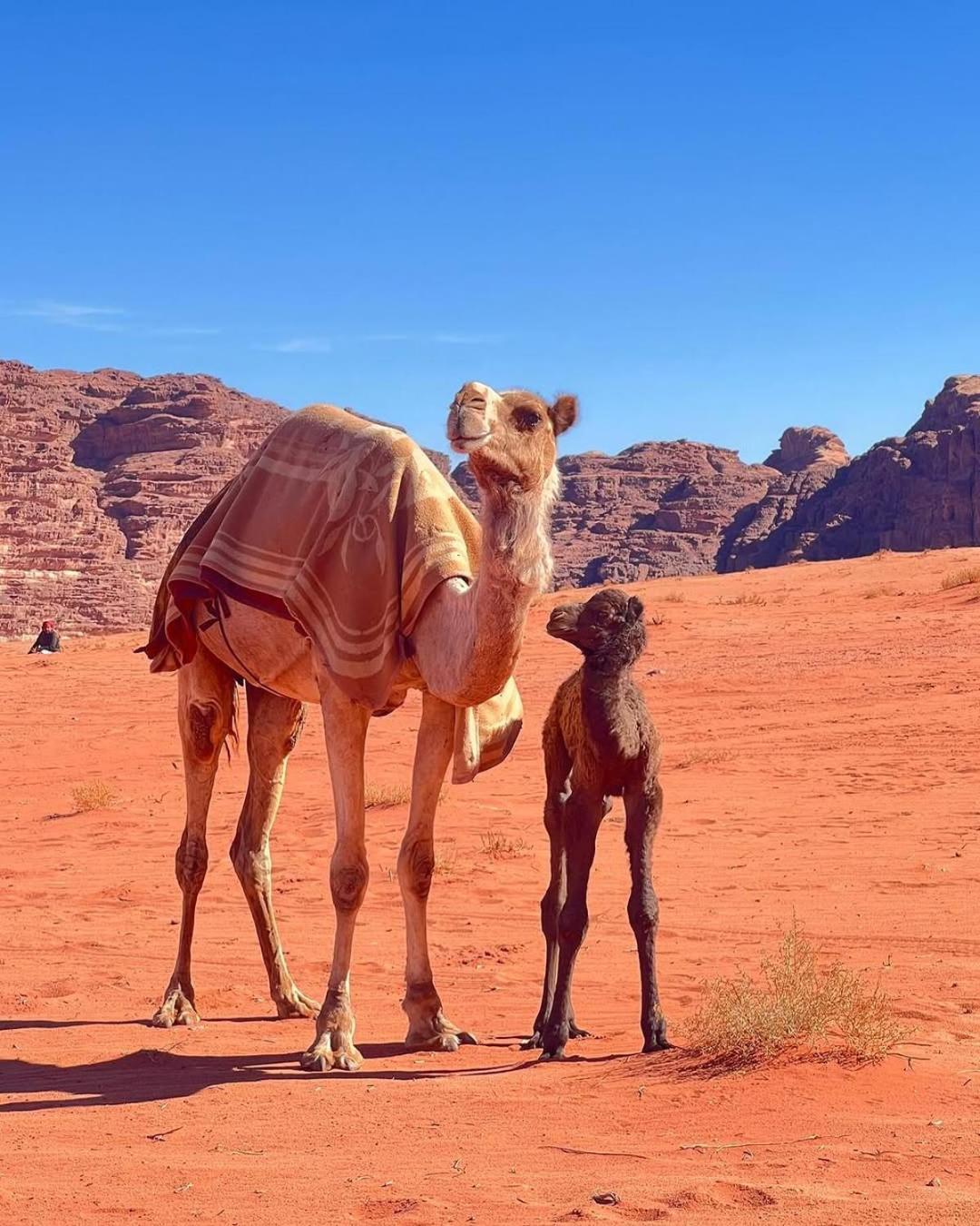 Wadi Rum Bedouin Heart Camp Экстерьер фото